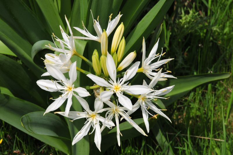 Pancratium illyricum / Giglio di Sardegna